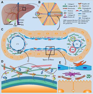 Recent Advances in Liver Engineering With Decellularized Scaffold